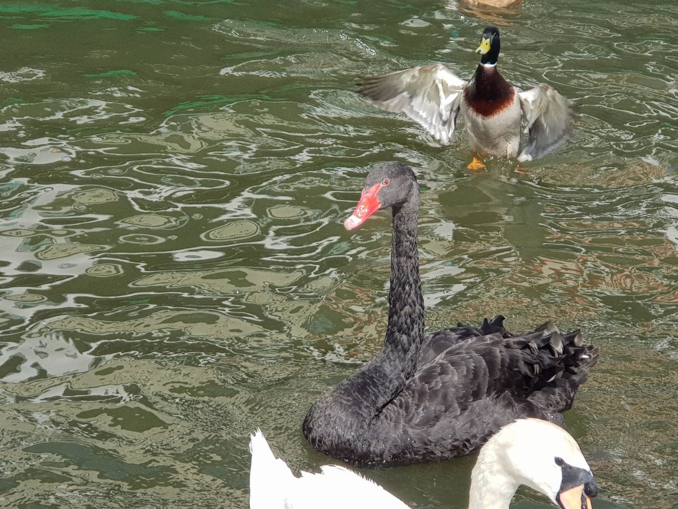Black swan on the river Thames in Windsor