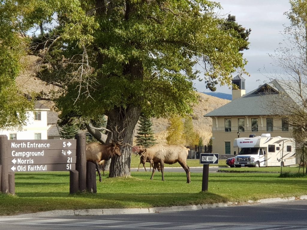 Male Elk in rut at Mammoth Hot Springs in Yellowstone NP